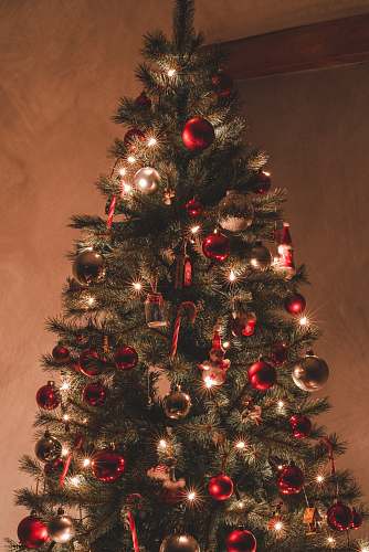 ornament green christmas tree with red and gold baubles plant